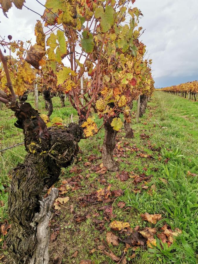 Gite " Suzon" A Peyroutas Vignonet St Emilion Exteriér fotografie